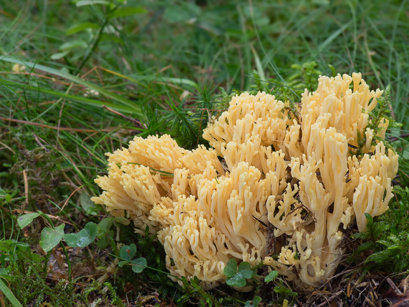 Ramaria pallidosaponaria